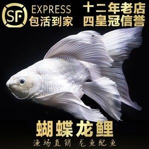 龙鱼不愿意游怎么回事【龙鱼不愿意游动是不是因为水质出现了问题】 水族问答 第2张