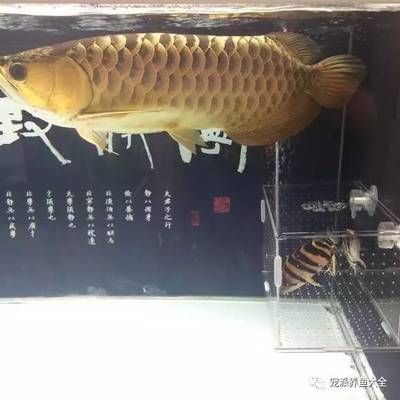 虎鱼和龙鱼混养虎鱼死后还能活吗【虎鱼和龙鱼混养的注意事项】 龙鱼百科 第1张