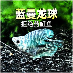 黄曼龙鱼对家里的风水好吗【养黄曼龙鱼对风水的影响】