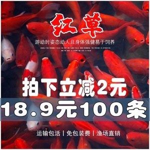 红龙鱼文案【红龙鱼文案写作智能体正在工作智能体正在工作5步完成】 龙鱼百科 第4张