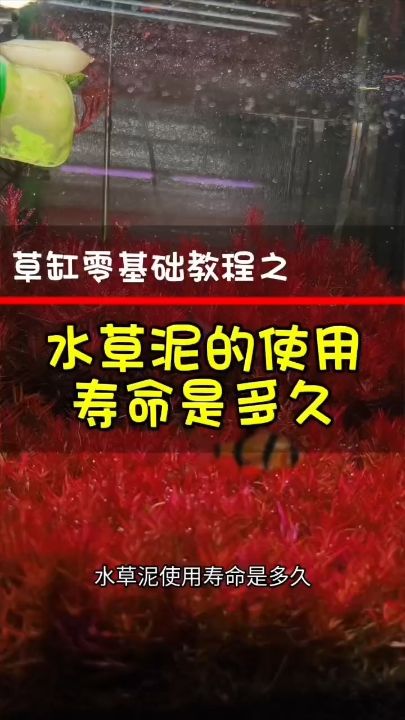 水草泥的使用寿命是多久【evil洛卡里顿评论：期待更新,不扶墙评论：酷】