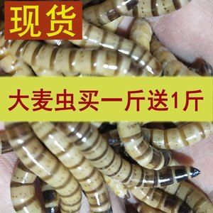 红龙鱼只吃大麦虫怎么办【红龙鱼不只吃大麦虫怎么办】 龙鱼百科 第1张