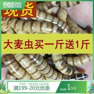 红龙鱼只吃大麦虫怎么办【红龙鱼不只吃大麦虫怎么办】 龙鱼百科 第5张