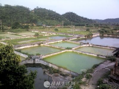 揭阳龙鱼养殖场【揭阳龙鱼养殖场养殖技术分享】 龙鱼百科 第5张