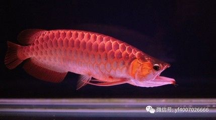 红龙鱼死了是吉是凶【红龙鱼死亡的寓意分析关键词红龙鱼死亡与吉凶的关系】 龙鱼百科 第2张