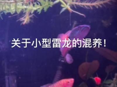 花鼠鱼能和曼龙鱼一起养吗【花鼠鱼和曼龙鱼混养的成功与曼龙鱼混养的成功案例分析】 龙鱼百科 第2张