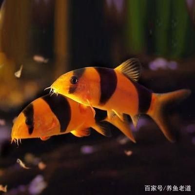 花鼠鱼能和曼龙鱼一起养吗【花鼠鱼和曼龙鱼混养的成功与曼龙鱼混养的成功案例分析】