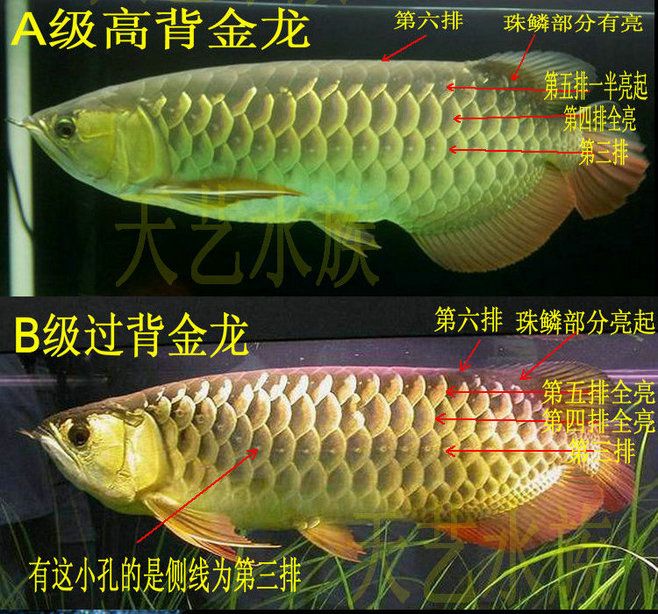 红龙鱼珠鳞什么时候亮【红龙鱼珠鳞不亮怎么办】 龙鱼百科 第5张