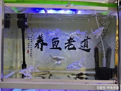 蝴蝶鲤入缸不死可以放金龙鱼么【蝴蝶鲤入缸不死的条件蝴蝶鲤入缸不死可以放金龙鱼么】 龙鱼百科 第1张