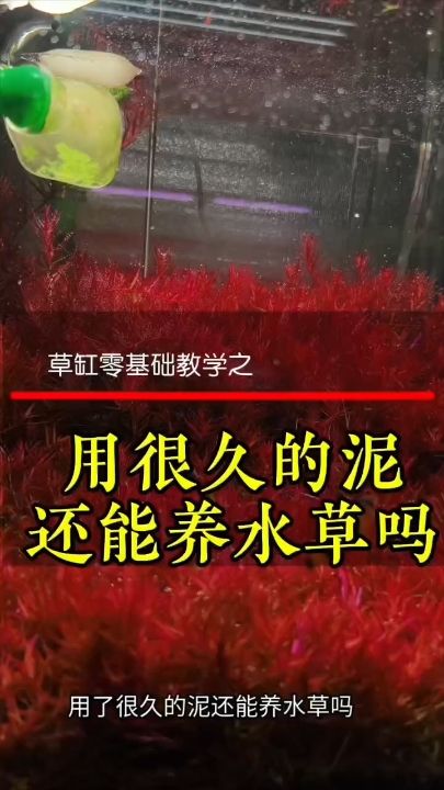 用了很久的泥还能养水草吗【dhfd11评论：棒,咋不叫同难客栈评论：真好】