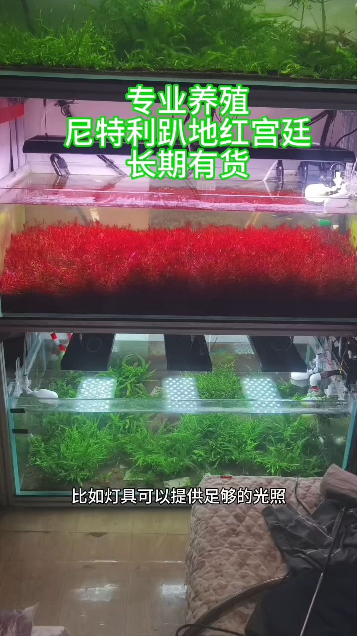 草缸设备好坏对于养草关键吗【rt,老文就是我评论：目测可以,利剑不在掌评论】