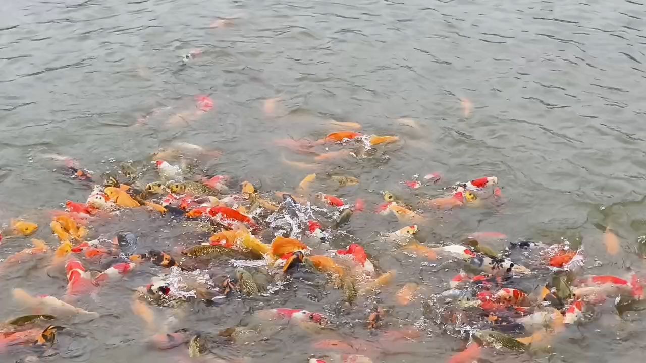 日常喂食【精品锦鲤，有红白、大正、五色、绯写、茶鲤、介子】 观赏鱼论坛