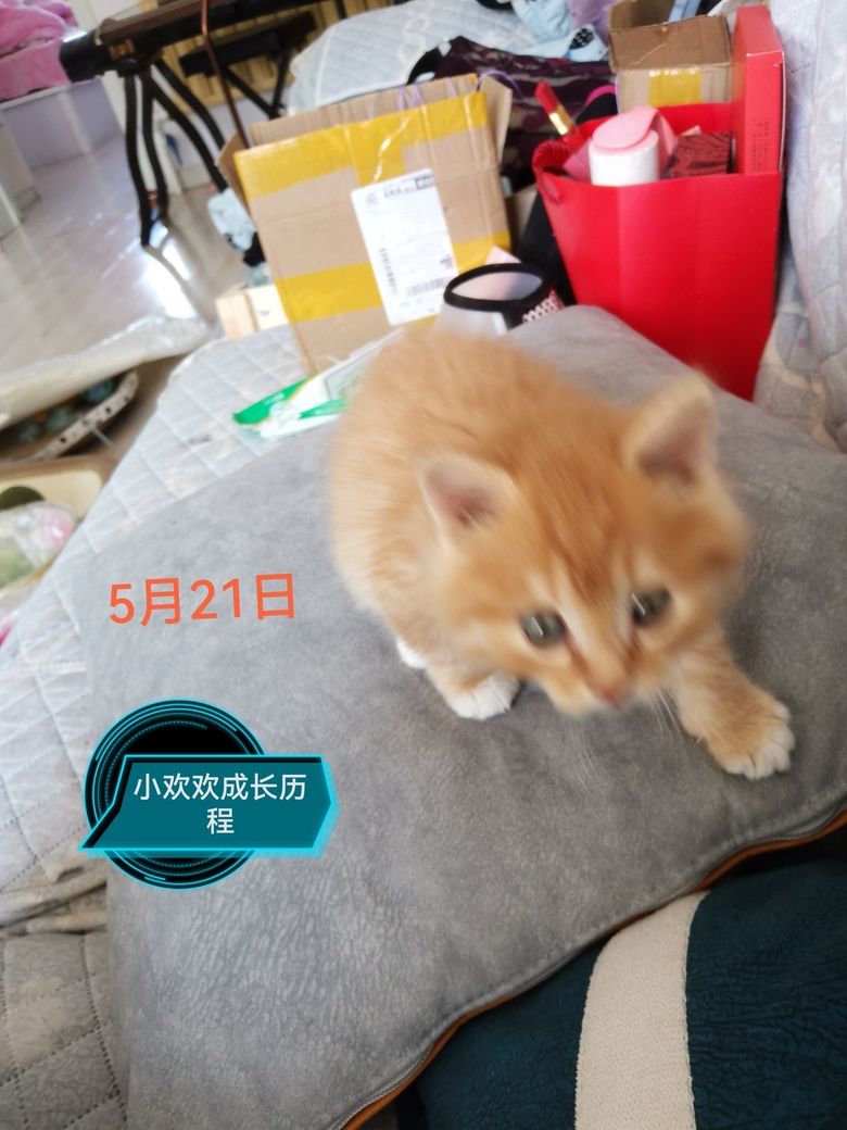 可爱的小橘猫【可爱的小橘猫可爱的小橘猫】 观赏鱼论坛 第6张