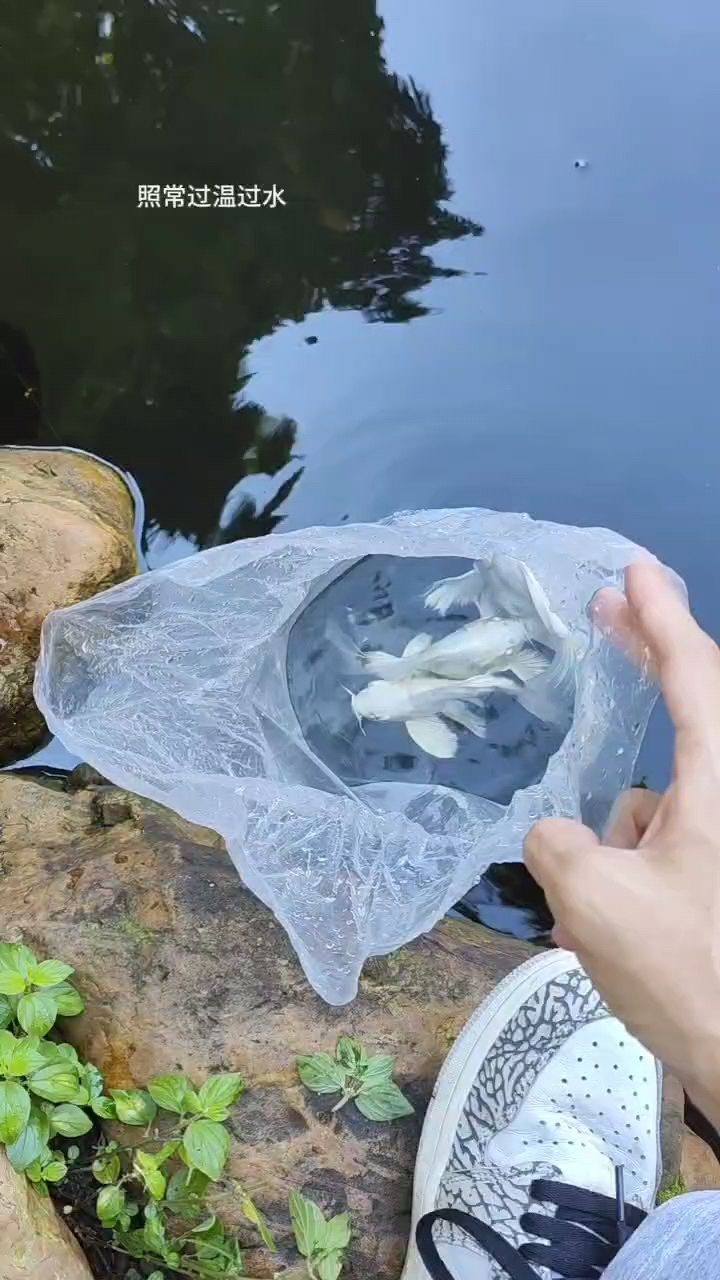 放生三条养了半年的淘汰蝴蝶球鲤【给鱼缸减减密度】 观赏鱼论坛