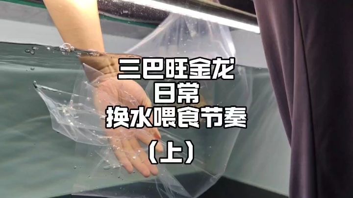 如何把龙鱼吃食状态调教成“疯狗”，我拿这批三巴旺古典过背金龙来做案例讲解！#金龙 #龙鱼饲养教程 #三巴旺龙鱼【如何把龙鱼吃状态调教成“疯狗”，我拿这批三巴旺古典过背金龙来做案例讲解】