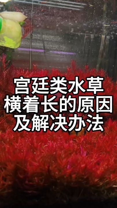 宫廷水草总是横着长的原因及解决办法【tr,【宁静致袁】评论】 观赏鱼论坛