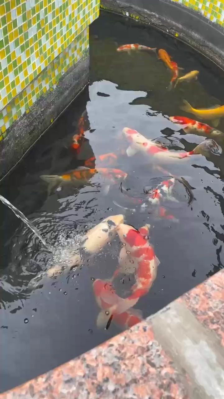 天热鱼都少喂了【夏天的味道真的很热】 观赏鱼论坛