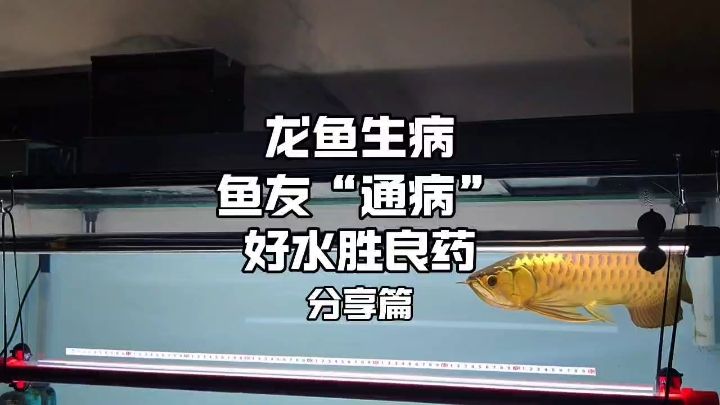 鱼友的通病，龙鱼一出问题就病急乱投医，却忽略了一缸好水的重要性！#龙鱼疾病 #龙鱼饲养教程 #龙鱼水霉【鱼友的通病，龙鱼一出问题就病急乱投医却忽略了一缸好水的重要性】 观赏鱼论坛