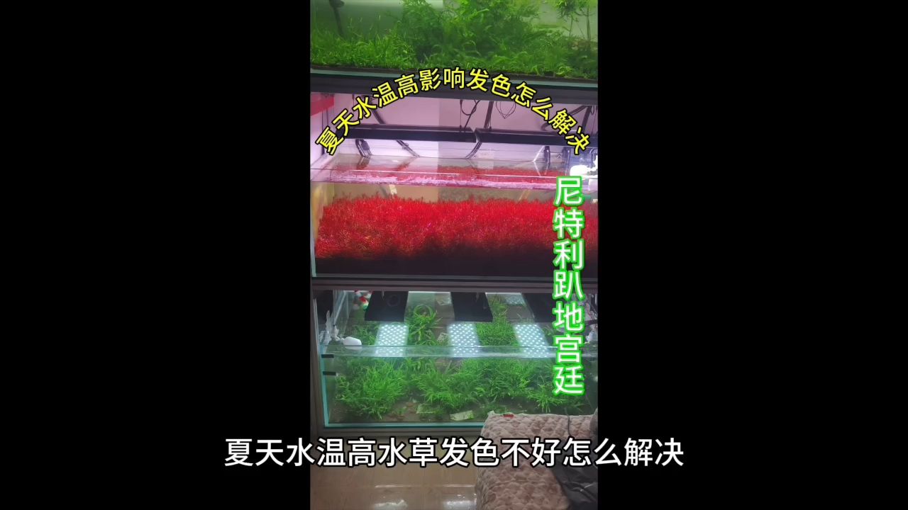 夏天水温高影响水草发色怎么办【tr】 观赏鱼论坛