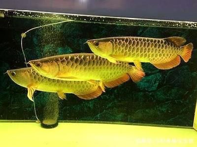 白子过背金龙鱼怎么养活【白子过背金龙鱼的饲养方法】 水族问答