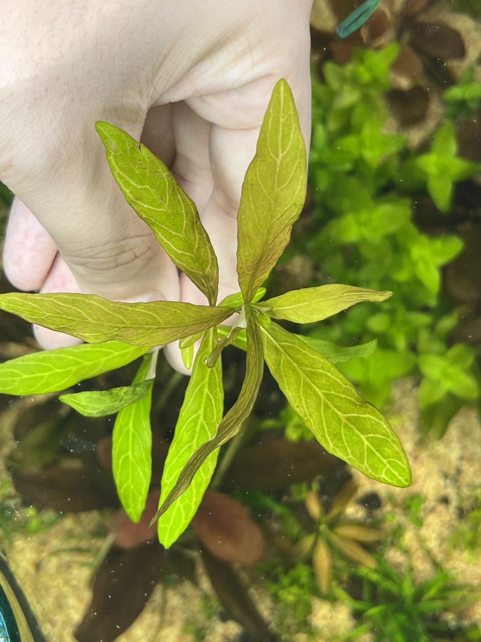 打头水草，仅此一份，福利【打头水草，大概40颗左右，10元一份，快递加6元邮费】 观赏鱼论坛 第2张