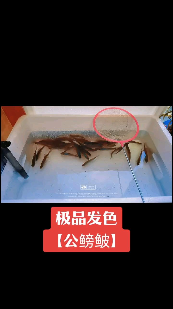 顽【小伙不帅_人见人爱评论：什么配鱼合适】