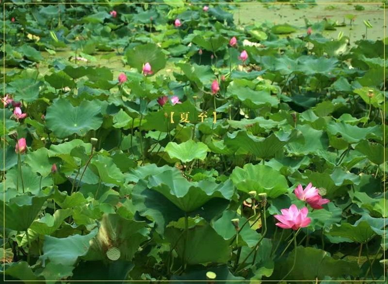 夏至已过【夏至已至，】