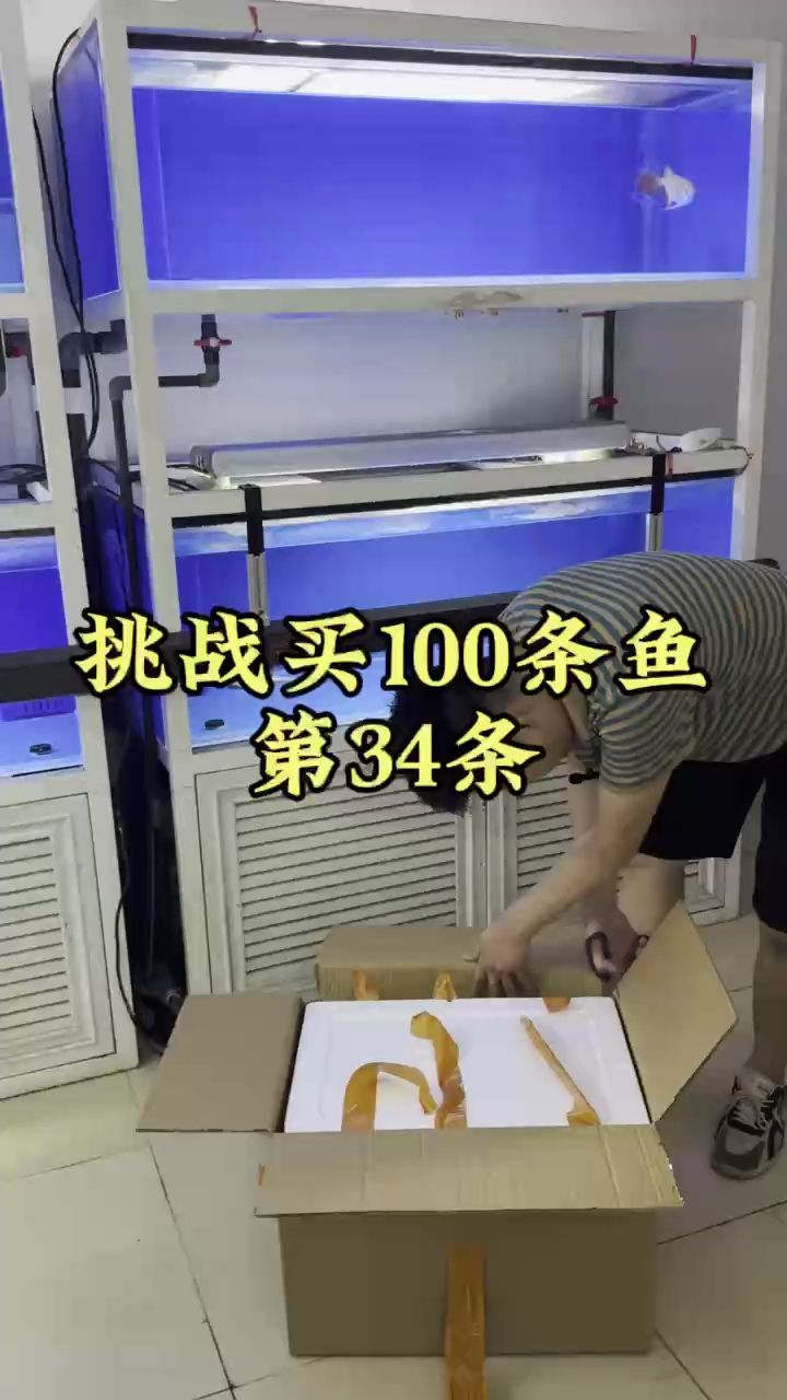 买一条鱼花了1万，值不值？【挑战收100条红龙鱼】