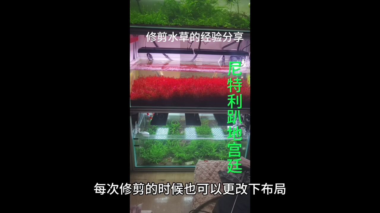 修剪水草的经验分享【rt,nd5urgmd评论：独望星火】