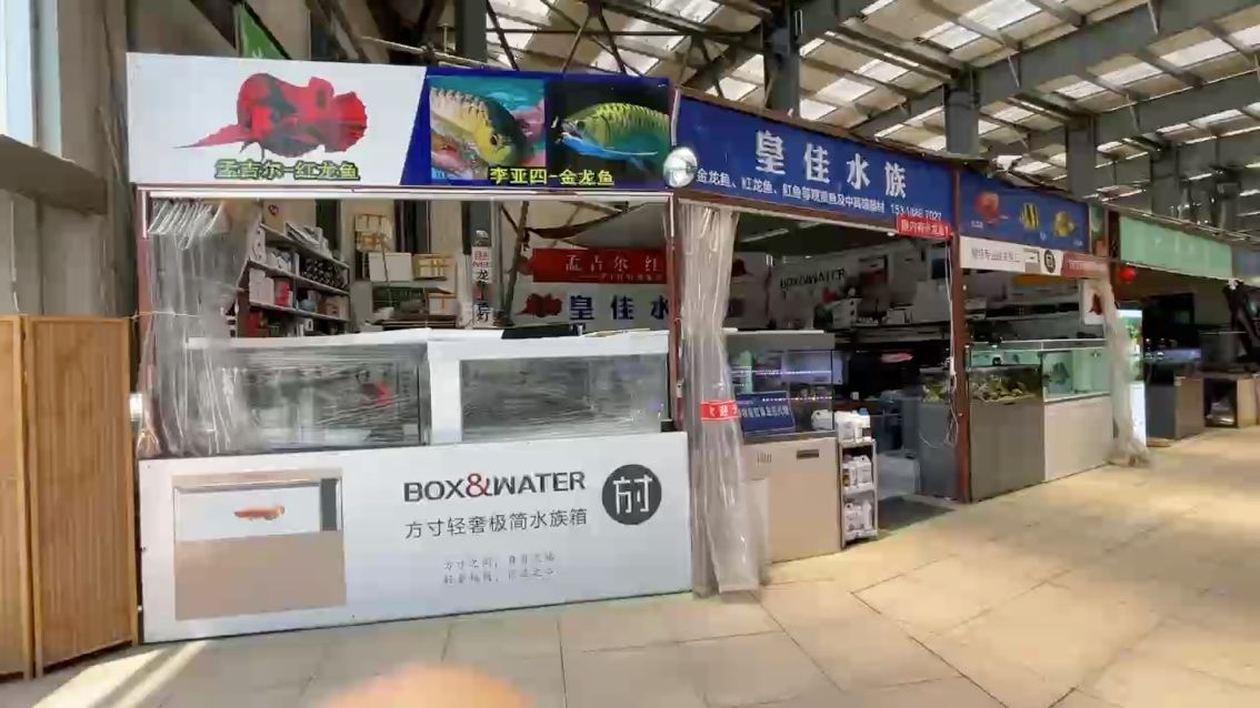 逛一下青岛最大的龙鱼水族店【逛一下青岛最大的龙鱼水族店,小伙不帅_人见人爱】