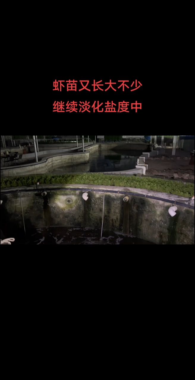 虾苗持续淡化标粗中【虾苗持续淡化标粗中,331915888评论：六六六】 观赏鱼论坛