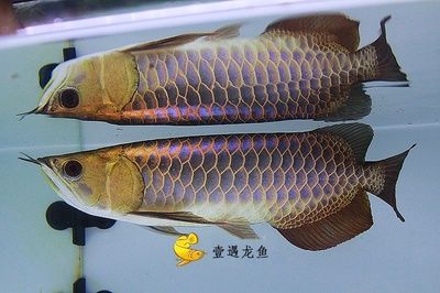 龙鱼背部鳞片布满黑点【龙鱼的鳞片发黑怎么办】 龙鱼百科 第2张