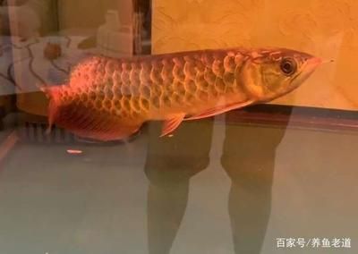 金龙鱼趴缸会死么【金龙鱼趴缸会死吗】 龙鱼百科 第5张