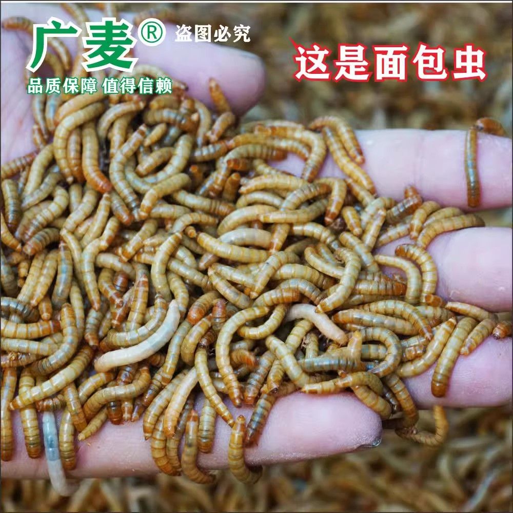 金龙鱼能经长喂干黄粉虫吗【金龙鱼的饲养方式】 龙鱼百科 第5张