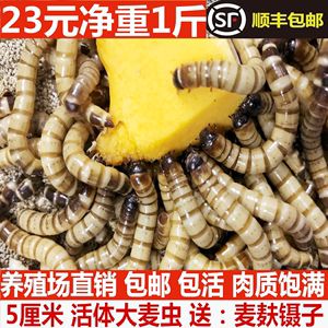 金龙鱼能经长喂干黄粉虫吗【金龙鱼的饲养方式】 龙鱼百科 第2张