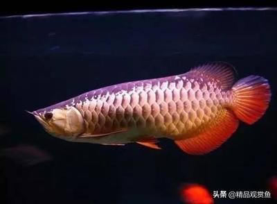 金龙鱼鳞片发红怎么办【金龙鱼鳞片发红怎么办,】 龙鱼百科 第5张