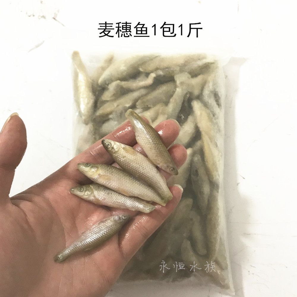 龙鱼50公分喂小河虾还是喂大虾仁【50公分的龙鱼喂小河虾还是喂大虾仁】 龙鱼百科 第2张