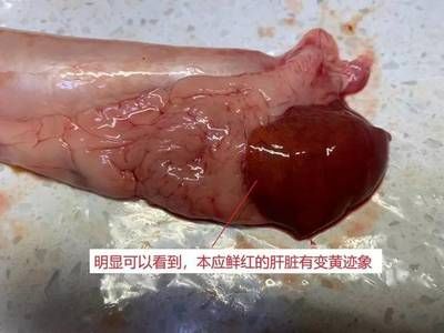 金龙鱼身上寄生虫【金龙鱼可能感染多种寄生虫】 龙鱼百科 第5张