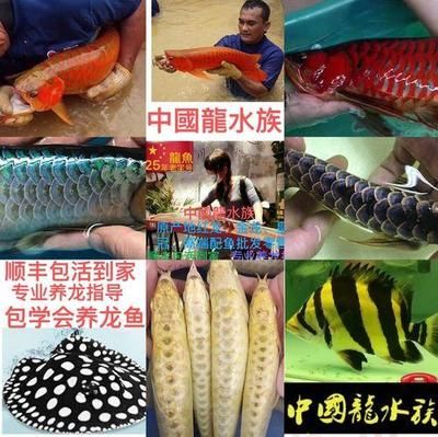 金龙鱼苗批发【金龙鱼苗批发价格影响因素】 龙鱼百科 第4张