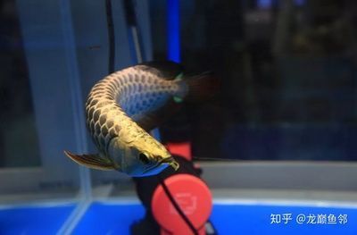 金龙鱼蒙眼了怎么治疗【金龙鱼蒙眼怎么治疗】 龙鱼百科 第1张