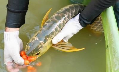 金龙鱼能吃青虾段吗怎么吃【金龙鱼投喂青虾段与成年鱼饲料中青虾段与成年鱼的比例】 龙鱼百科 第4张