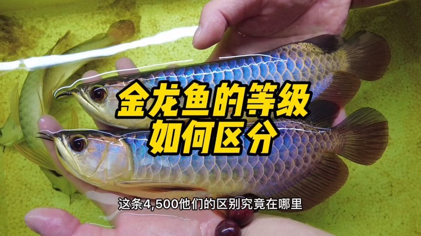 金龙鱼能吃青虾段吗怎么吃【金龙鱼投喂青虾段与成年鱼饲料中青虾段与成年鱼的比例】 龙鱼百科 第5张