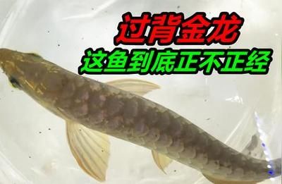 金龙鱼能吃青虾段吗怎么吃【金龙鱼投喂青虾段与成年鱼饲料中青虾段与成年鱼的比例】