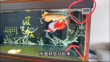 龙鱼憋卵什么症状【龙鱼憋卵什么症状和应对措施有助于缓解龙鱼憋卵的症状】 龙鱼百科 第3张