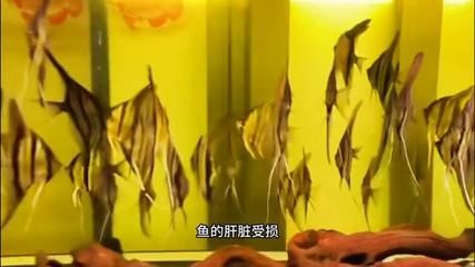 龙鱼不吃食用甲硝唑可以吗【甲硝唑可以治疗龙鱼吗】 龙鱼百科 第1张