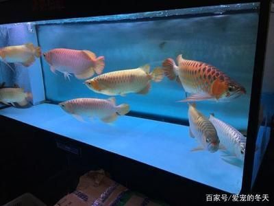 龙鱼33度水温热带鱼会死吗【龙鱼在33度的水温下生长会怎么样？】 龙鱼百科 第4张