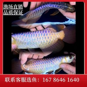 金龙鱼幼苗吃什么饲料【金龙鱼幼苗人工饲料的选择】 龙鱼百科 第5张