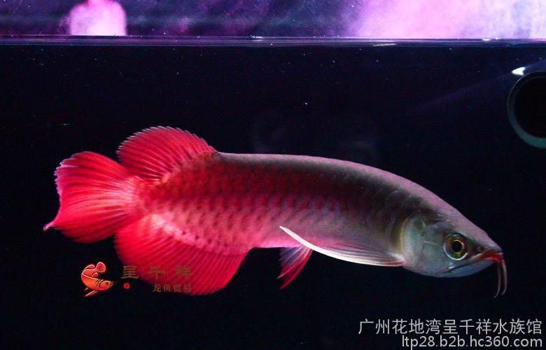 金龙鱼苗一个月能长多大【金龙鱼一个月能长多大】 龙鱼百科 第5张