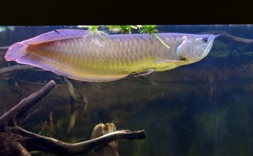 金龙鱼鱼苗吃什么食物最好【金龙鱼鱼苗吃什么食物好】 龙鱼百科 第4张