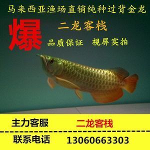 金龙鱼鱼苗2一5CM多少钱一对【影响金龙鱼鱼苗价格的因素】 龙鱼百科 第4张